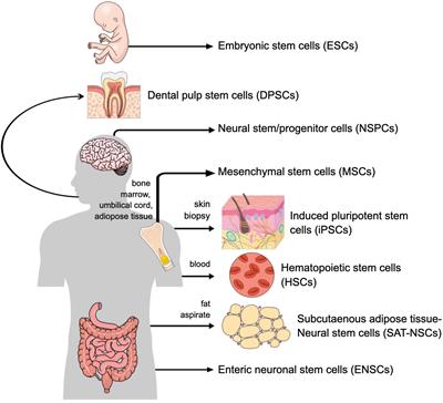 Peripheral nervous system: A promising source of neuronal progenitors for central nervous system repair